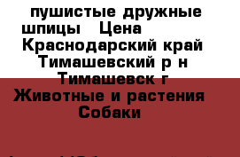 пушистые дружные шпицы › Цена ­ 50 000 - Краснодарский край, Тимашевский р-н, Тимашевск г. Животные и растения » Собаки   